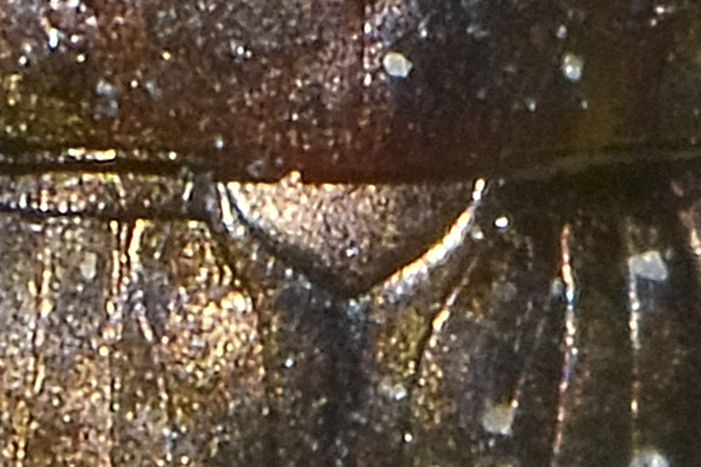 Amara aenea ed a seguire A. schimperi, Carabidae